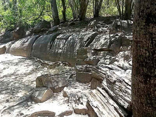 Bosque petrificado de Puyango
