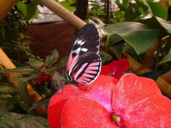 Mindo Bosque Nublado